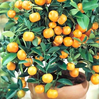 Calamondinorange Panama Orange interface.image 1