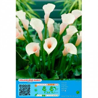 Calla White interface.image 5