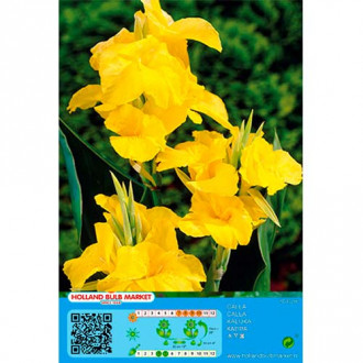 Canna Yellow interface.image 5