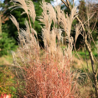 Chinaschilf (Miscanthus) Little Miss, P9 interface.image 1