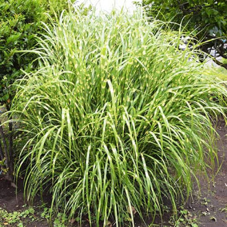 Chinaschilf (Miscanthus) Zebrinus, P9 interface.image 1