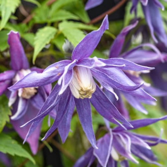 Clematis Blue Surprise, С2 Bild 8 Clematis Blue Surprise, С2 interface.image 8