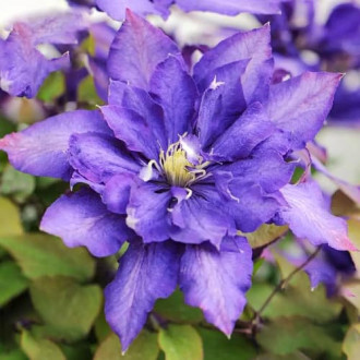 Clematis Daniel Deronda interface.image 3