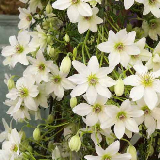 Clematis Early Sensation, С2 interface.image 1