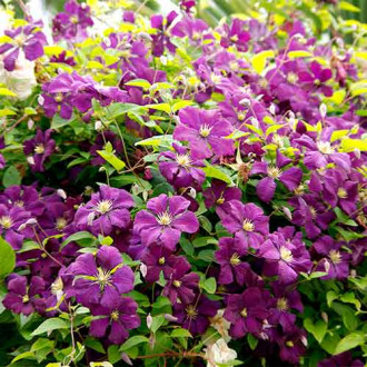 Clematis Etoile Violette Bild 12 Clematis Etoile Violette interface.image 12