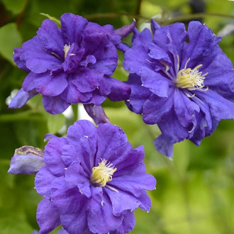 Clematis Floral Dance, С2 interface.image 4