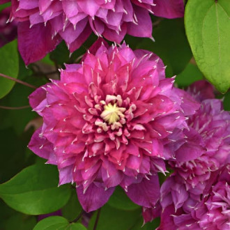Clematis Hot Love, С2 Bild 8 Clematis Hot Love, С2 interface.image 8