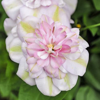 Clematis Innocent Blush, С2 Bild 10 Clematis Innocent Blush, С2 interface.image 10