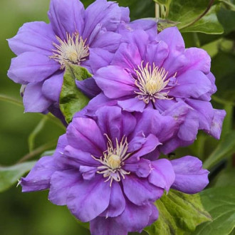 Clematis Krolowa Bona, С2 Bild 16 Clematis Krolowa Bona, С2 interface.image 16