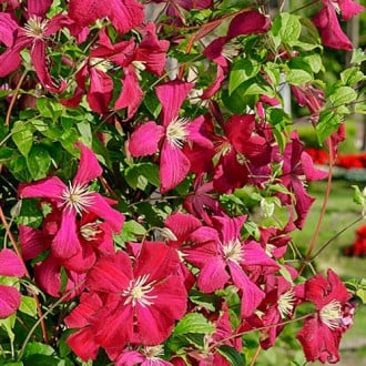 Clematis Madame Julia Correvon interface.image 2