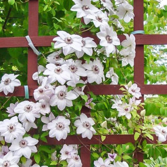 Clematis Miss Bateman interface.image 1