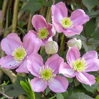 Clematis Montana Tetrarose interface.image 6
