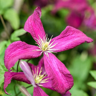 Clematis Rubra interface.image 2