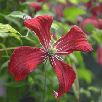 Clematis Strawberry Fields, С2 interface.image 3