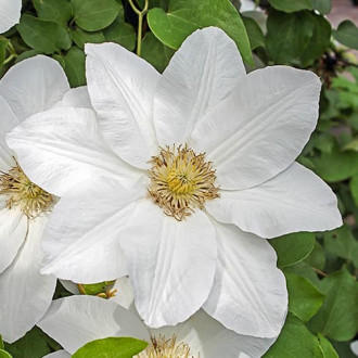 Clematis Sweet Morning, С2 interface.image 4