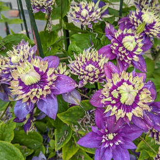 Clematis Taiga, С2 interface.image 4
