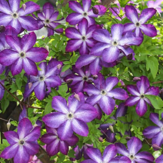 Clematis Venosa Violacea, Р9 interface.image 4
