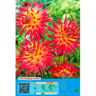Dahlie Bora Bora interface.image 1