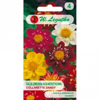 Dahlie Collarette Dandy mischung Legutko interface.image 18