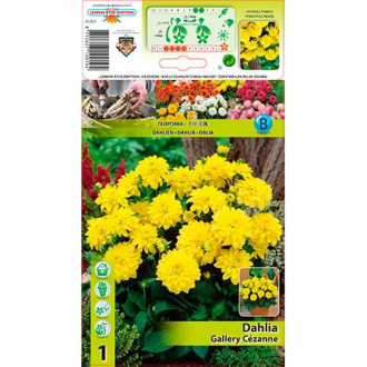 Dahlie Gallery Cezanne Bild 8 Dahlie Gallery Cezanne interface.image 8