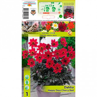 Dahlie Happy Days Cherry Red interface.image 1