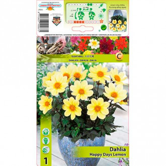 Dahlie Happy Days Lemon interface.image 1