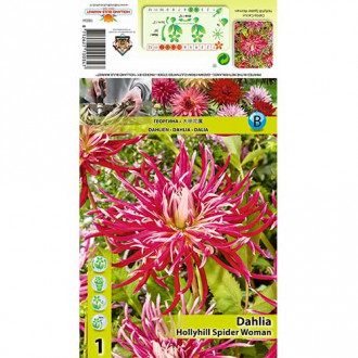 Dahlie Hollyhill Spider Woman Bild 11 Dahlie Hollyhill Spider Woman interface.image 11