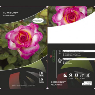 Edelrose Gorgeous Paramount®, С5 interface.image 3