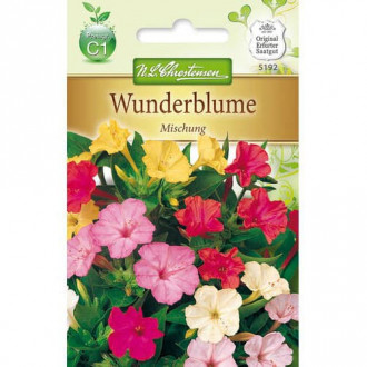 Wunderblume Mischung