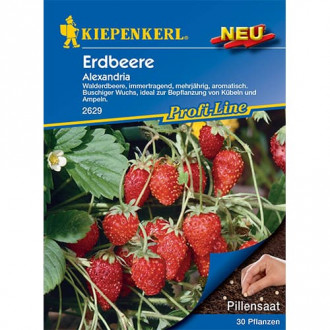 Erdbeeren Alexandria Kiepenkerl interface.image 5