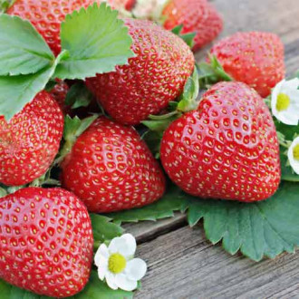 Erdbeeren Renaissance Bild 14 Erdbeeren Renaissance interface.image 14