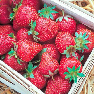 Erdbeeren Symphony Bild 7 Erdbeeren Symphony interface.image 7