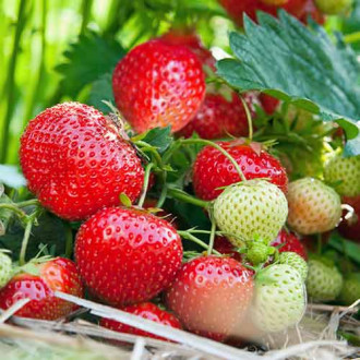 Erdbeeren Vima Tarda interface.image 1