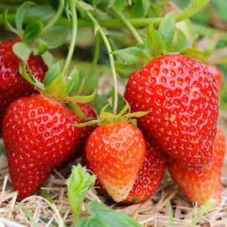 Erdbeeren Vima Xima Bild 9 Erdbeeren Vima Xima interface.image 9