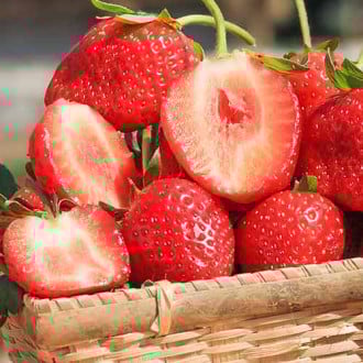 Erdbeeren Vima Zanta interface.image 1