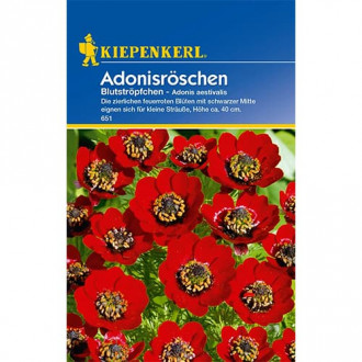 Adonisröschen Blutströpfchen interface.image 1