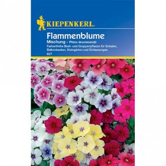 Flammenblume Mischung Kiepenkerl interface.image 1