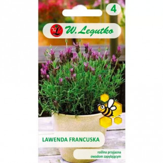 Französischer Lavendel Legutko interface.image 3
