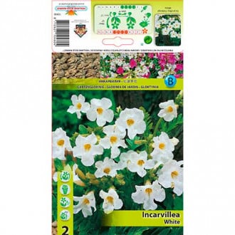 Freilandgloxinie Delavayi White interface.image 6