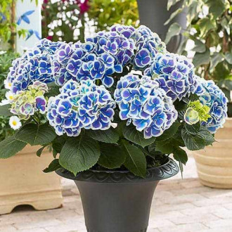 Gartenhortensie Bicolor Blue-White Bild 13 Gartenhortensie Bicolor Blue-White interface.image 13