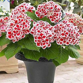 Gartenhortensie Bicolor Red-White interface.image 5