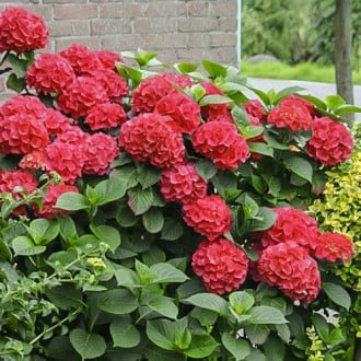 Gartenhortensie Red Miss Hepburn interface.image 6