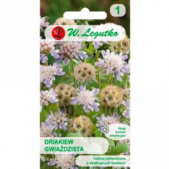 Gartenscabiose sternenklar mischung Legutko interface.image 18