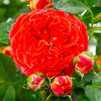 Großblütige Rose Carmen interface.image 4