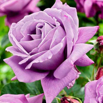 Großblütige Rose Charley Bild 18 Großblütige Rose Charley interface.image 18