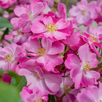 Großblütige Rose Lavander Dream® Bild 8 Großblütige Rose Lavander Dream® interface.image 8