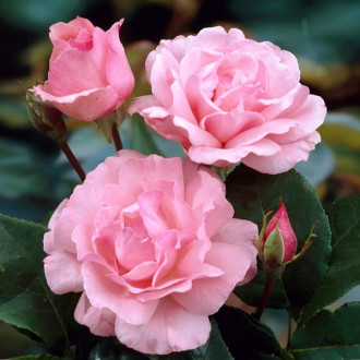 Großblütige Rose Queen of England interface.image 4