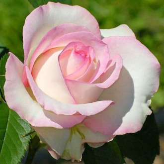Großblütige Rose weiß & rosa interface.image 4