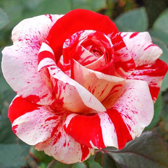Großblütige Rose weiß & rot interface.image 1