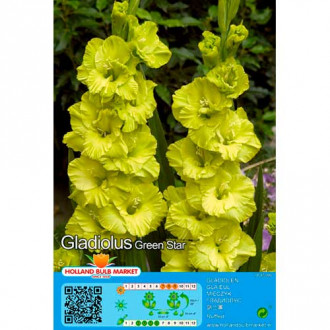 Großblumige Gladiole Green Star interface.image 5